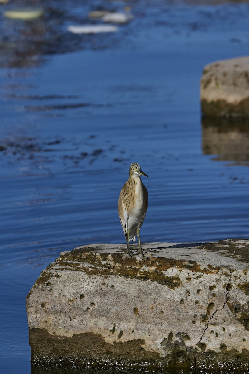 Squacco Heron - ML646171151