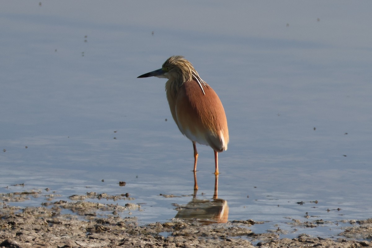 Squacco Heron - ML646171152