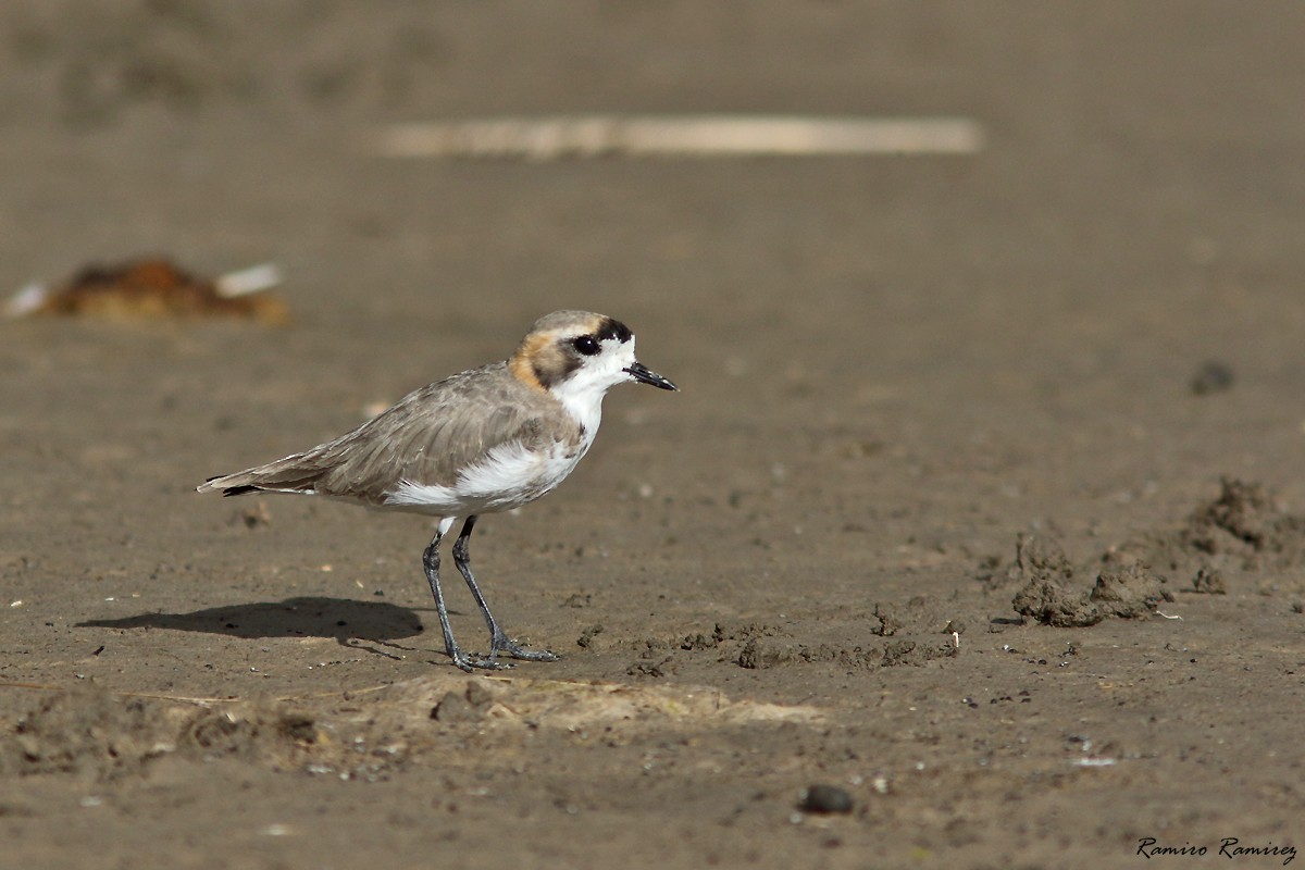 Punaregenpfeifer - ML646171153