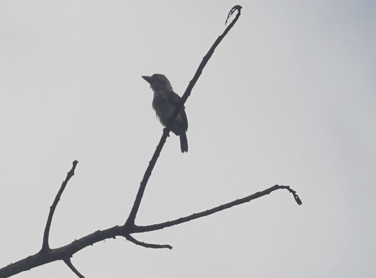 vousáček šupinkový - ML646171165