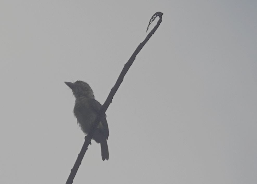 vousáček šupinkový - ML646171166