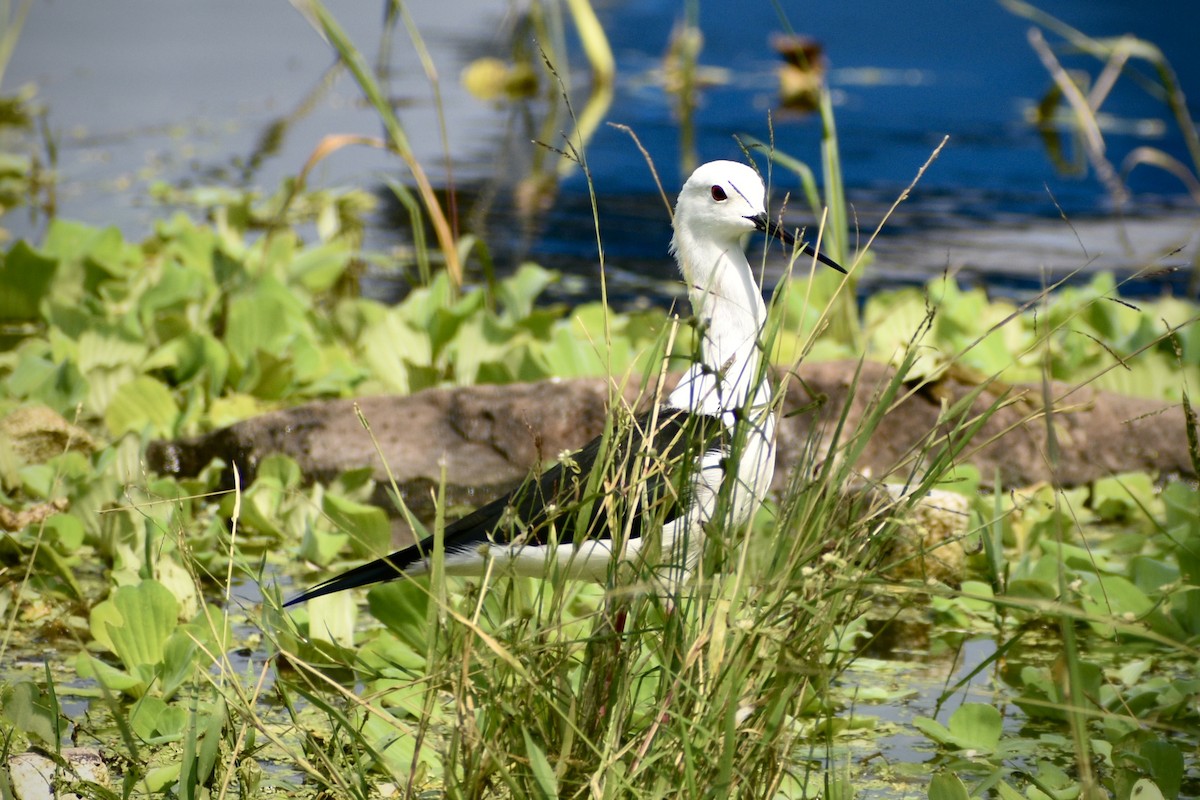 Black-winged Stilt - ML646171180