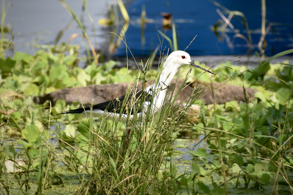 Black-winged Stilt - ML646171181