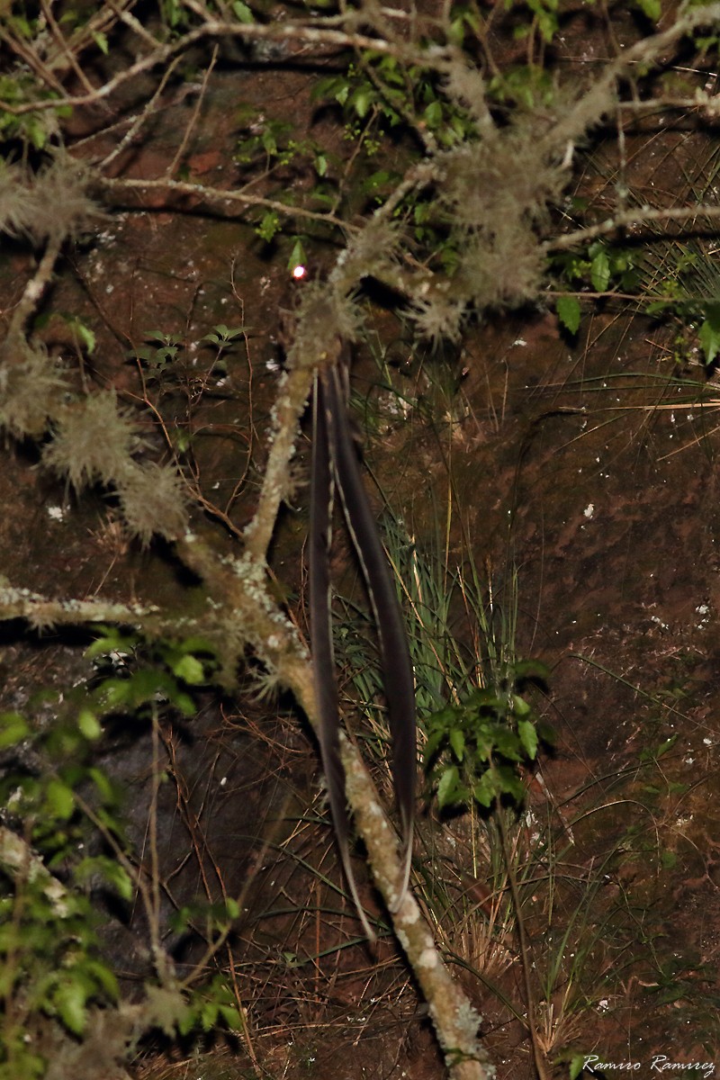 Lyre-tailed Nightjar - ML646171182