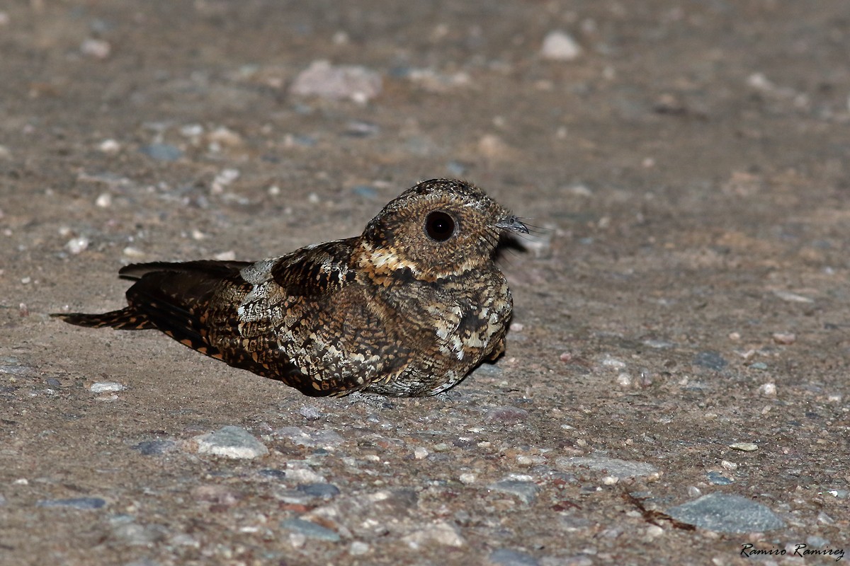 Lyre-tailed Nightjar - ML646171183