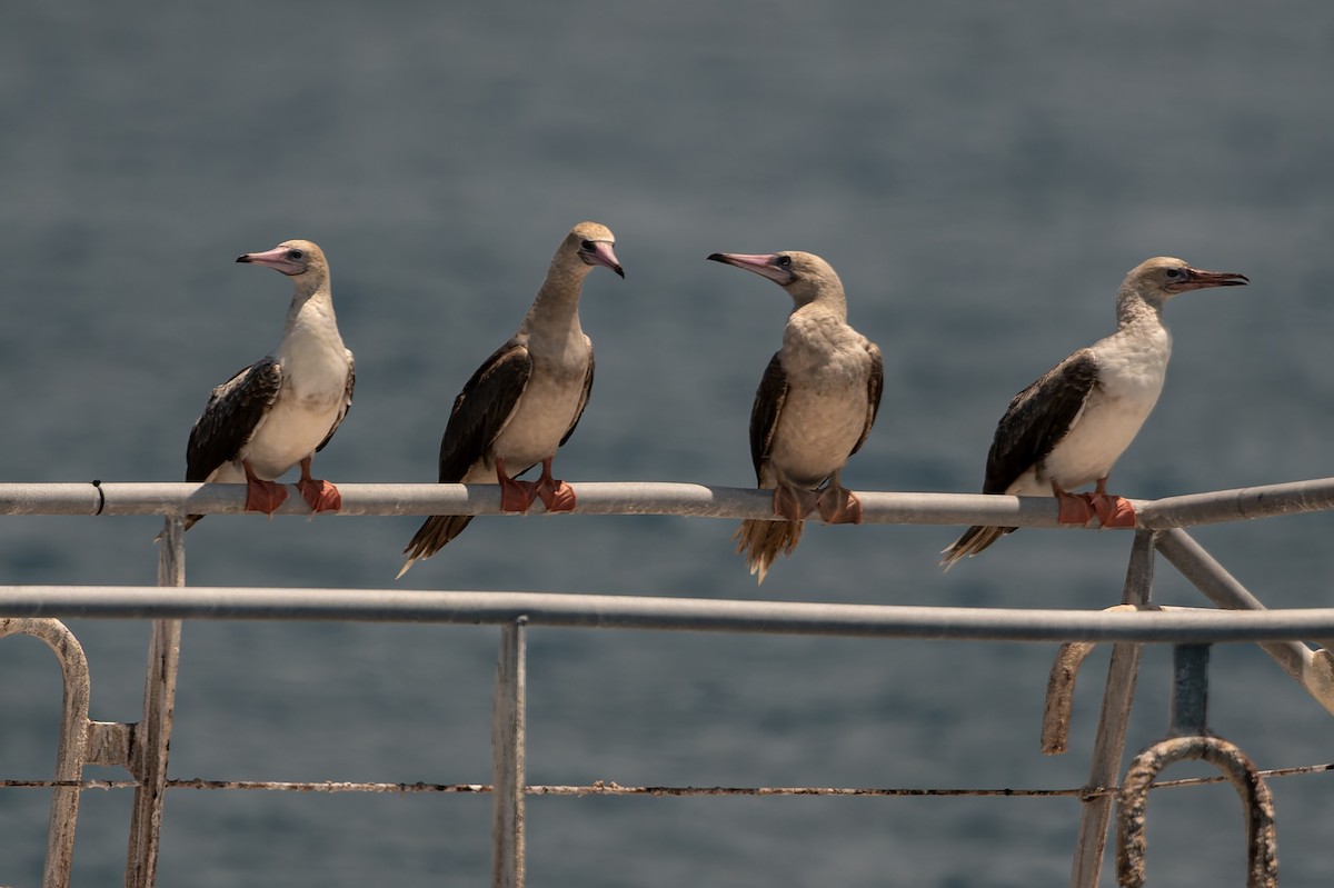 terej červenonohý - ML646171186