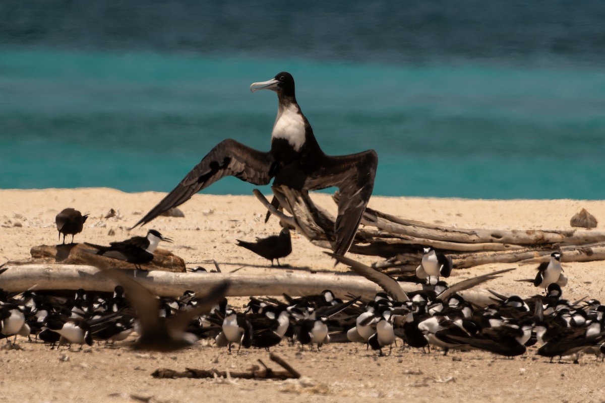 fregatka obecná - ML646171188