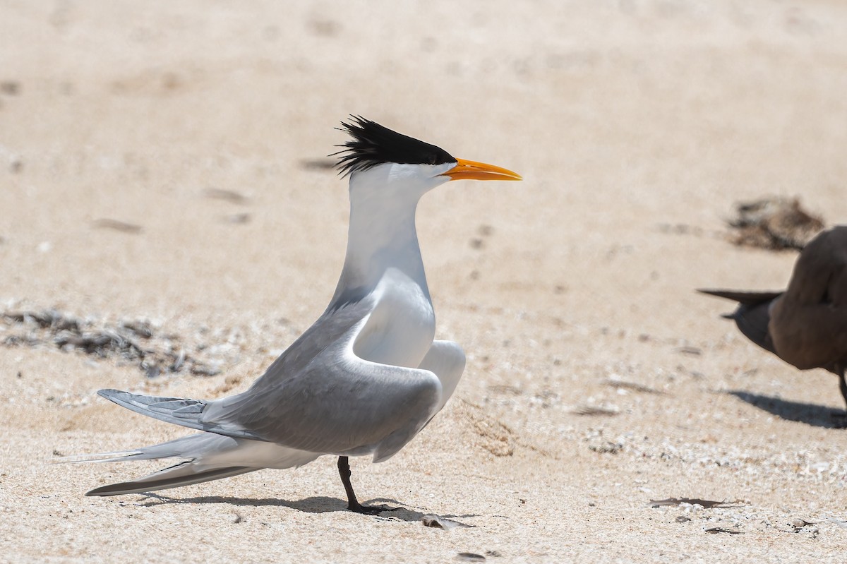 rybák oranžovozobý - ML646171192