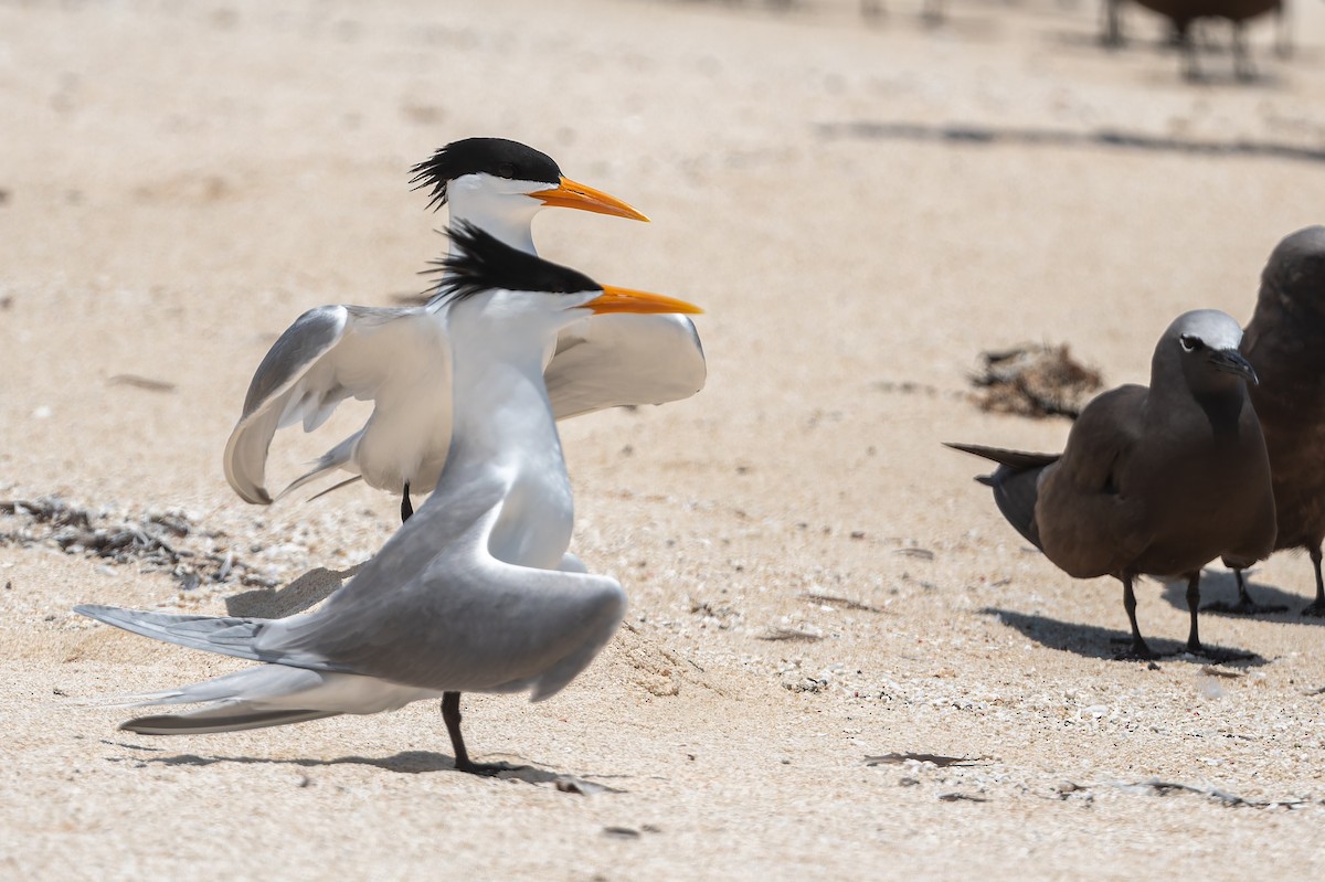 rybák oranžovozobý - ML646171193