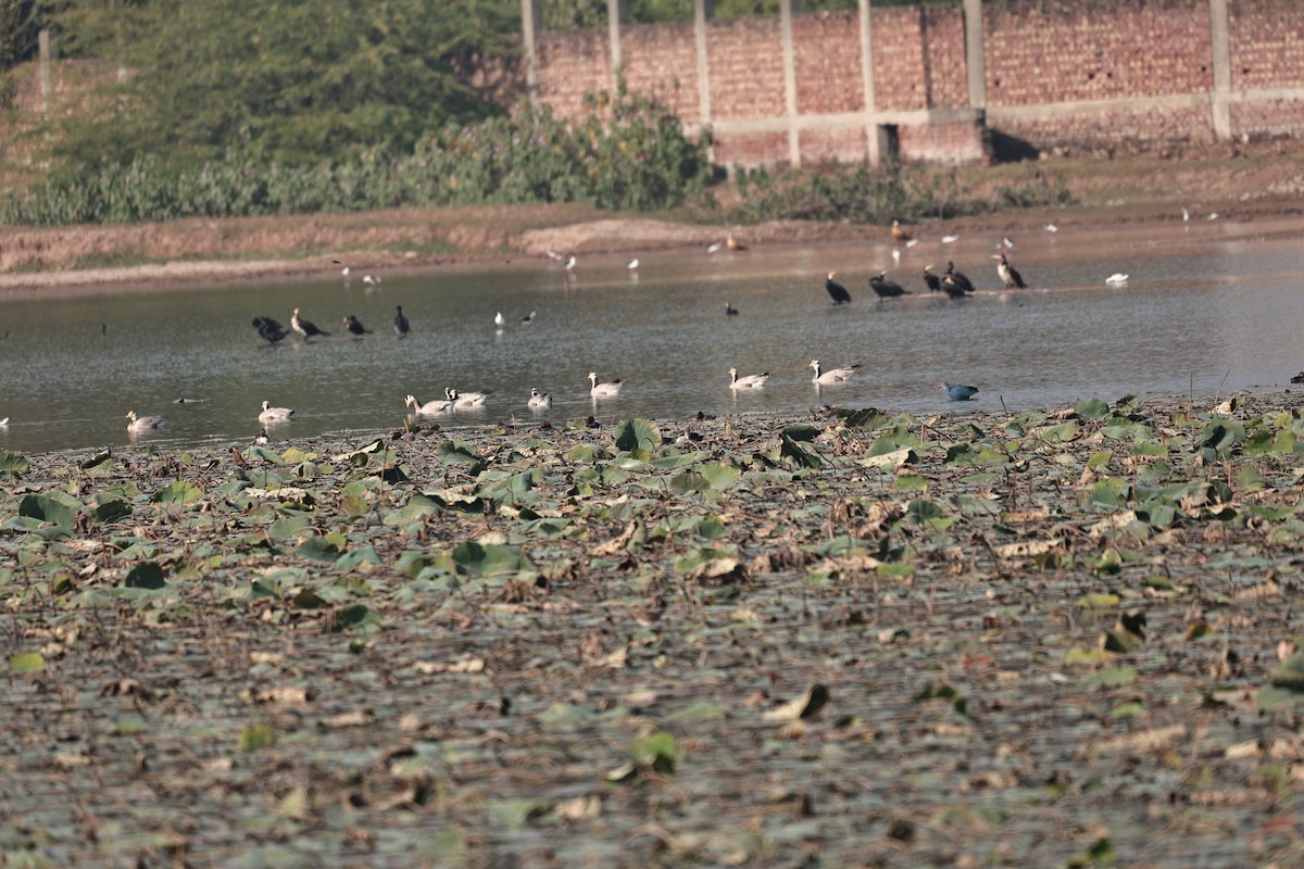 Bar-headed Goose - ML646171196