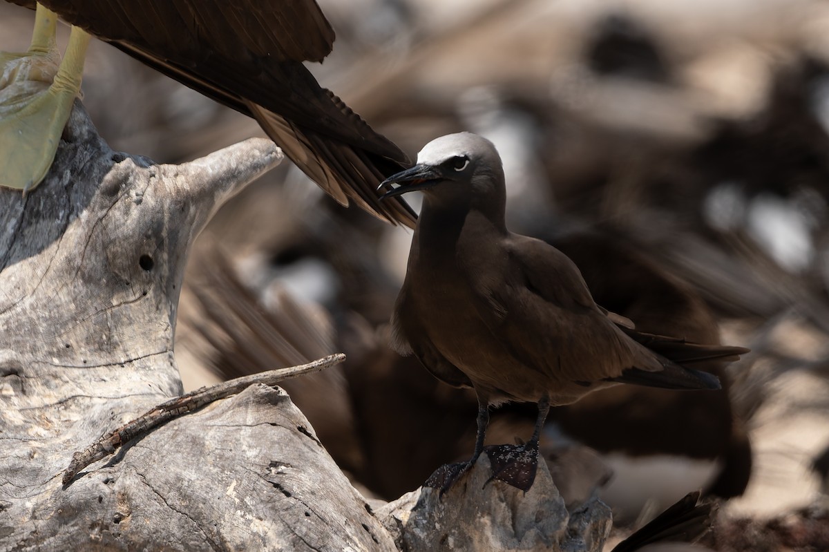 nody obecný - ML646171200