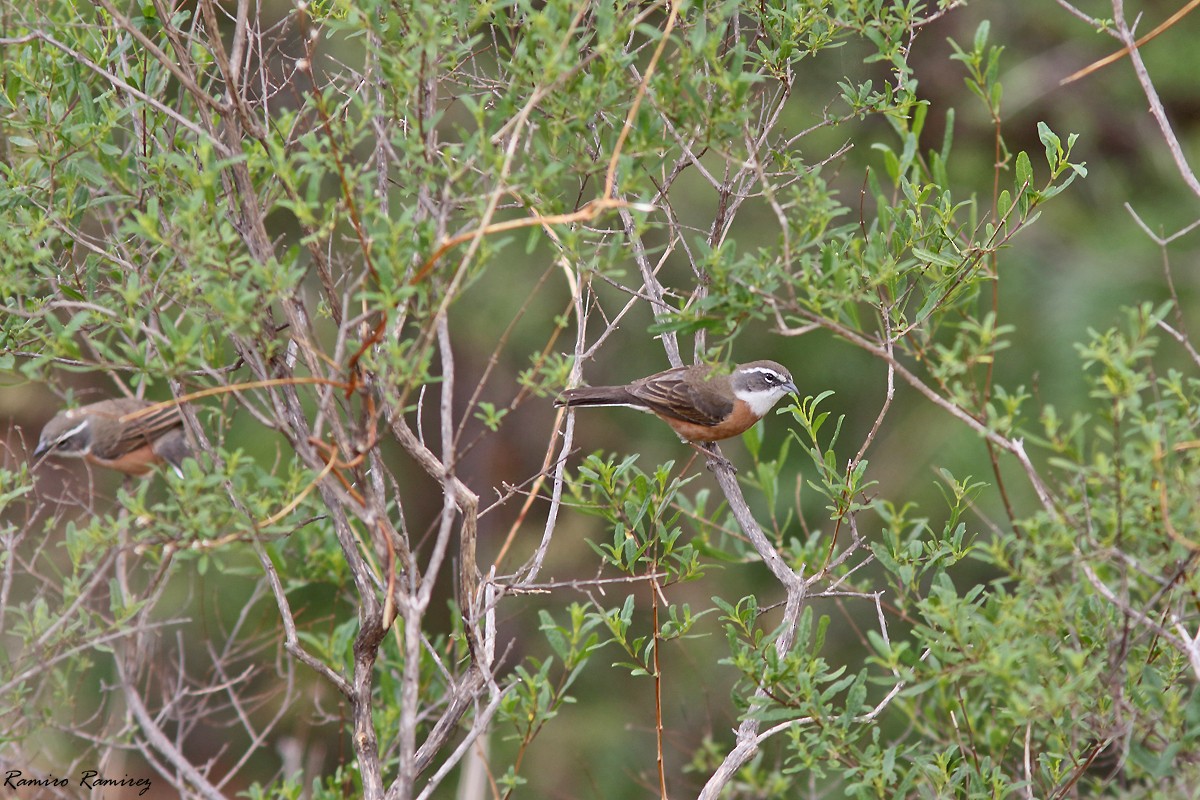 Bolivian Warbling Finch - ML646171206