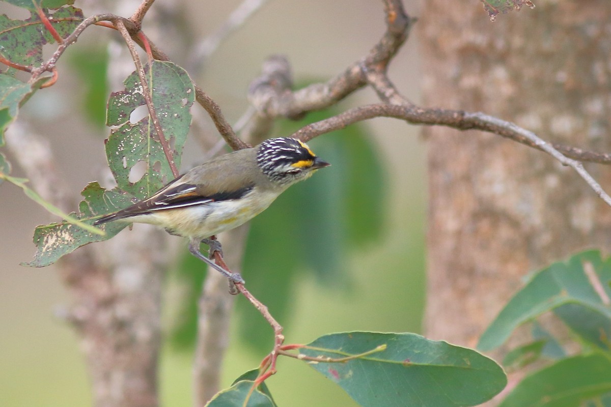 stripediamantfugl (ornatus) - ML646171207