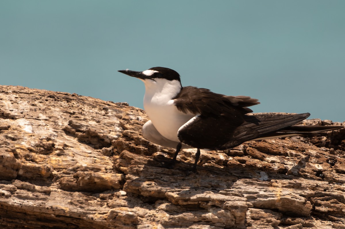 rybák černohřbetý - ML646171210