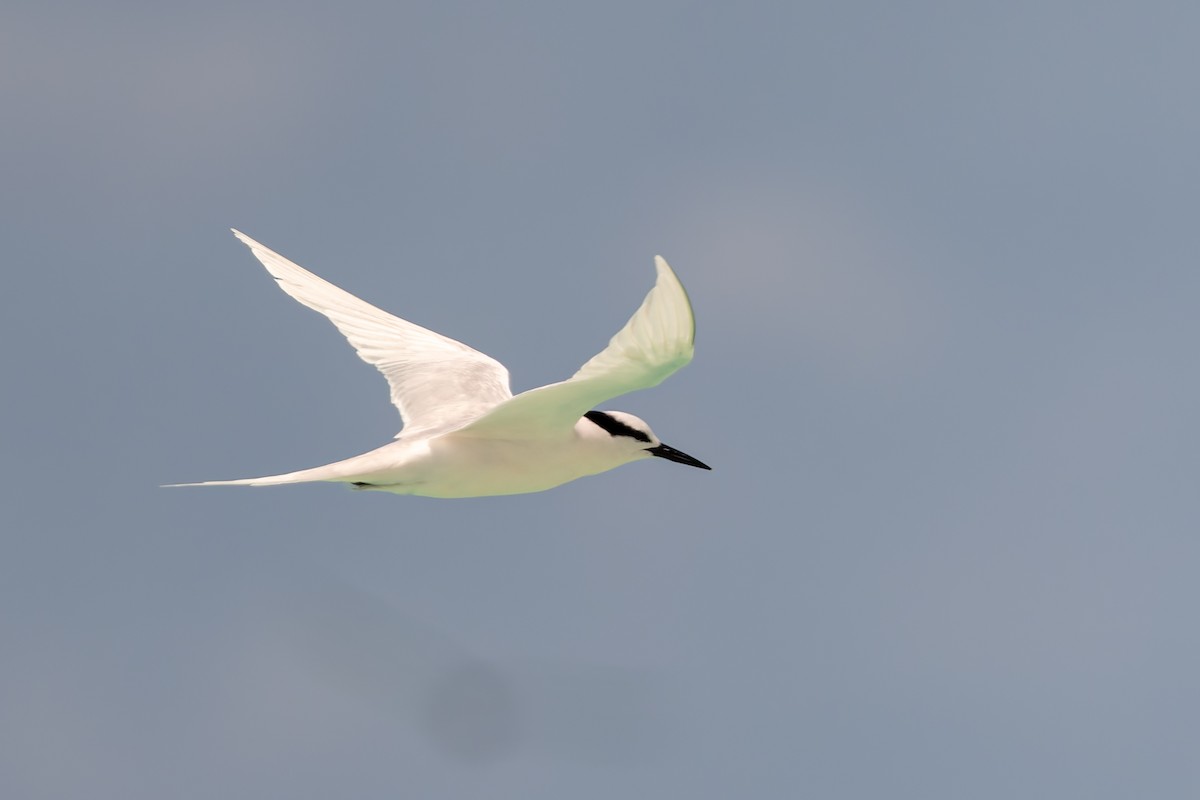 rybák bělotemenný - ML646171214