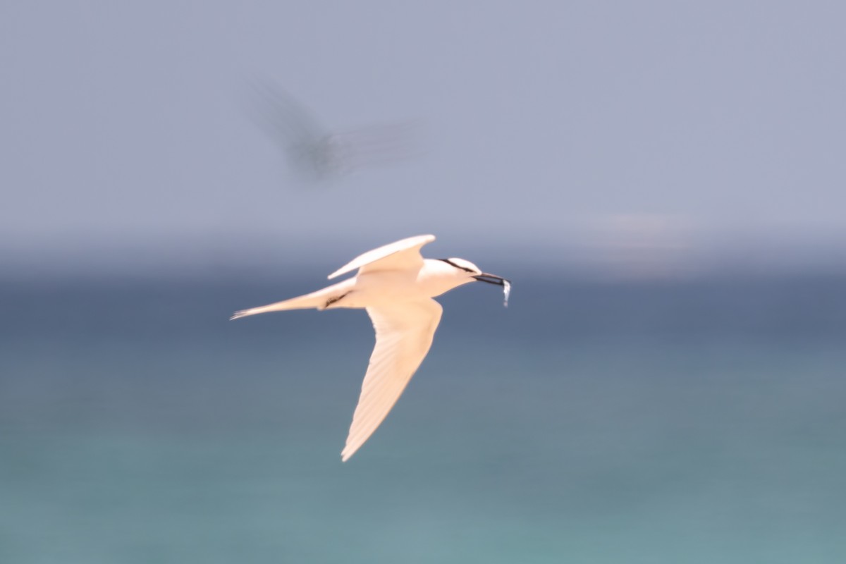 rybák bělotemenný - ML646171215