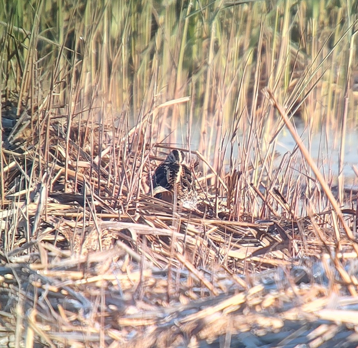 חרטומית ביצות - ML646171217