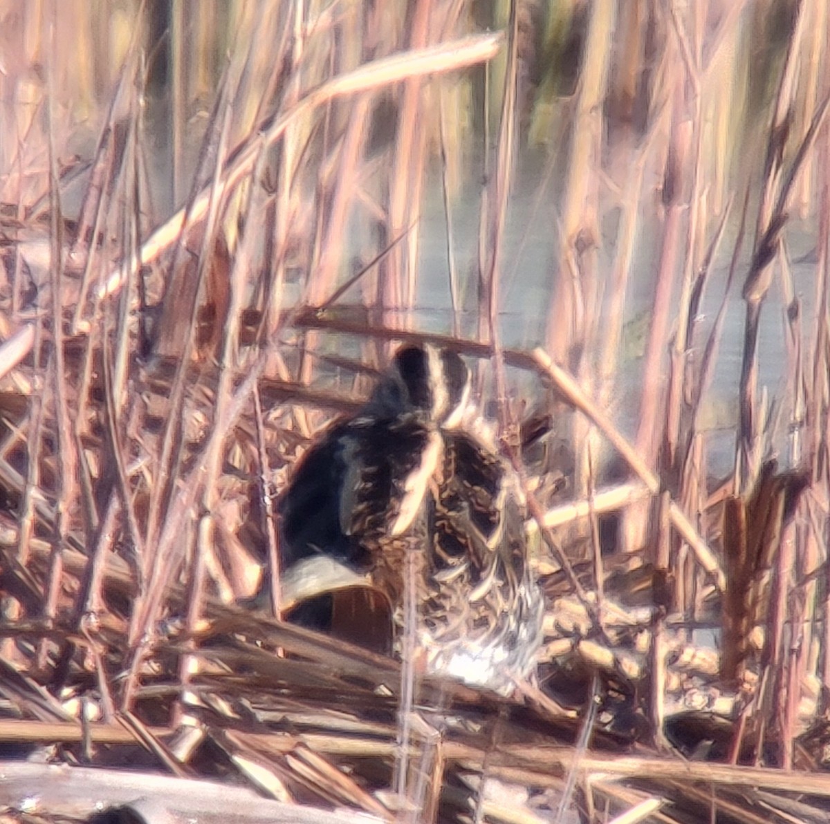 חרטומית ביצות - ML646171218