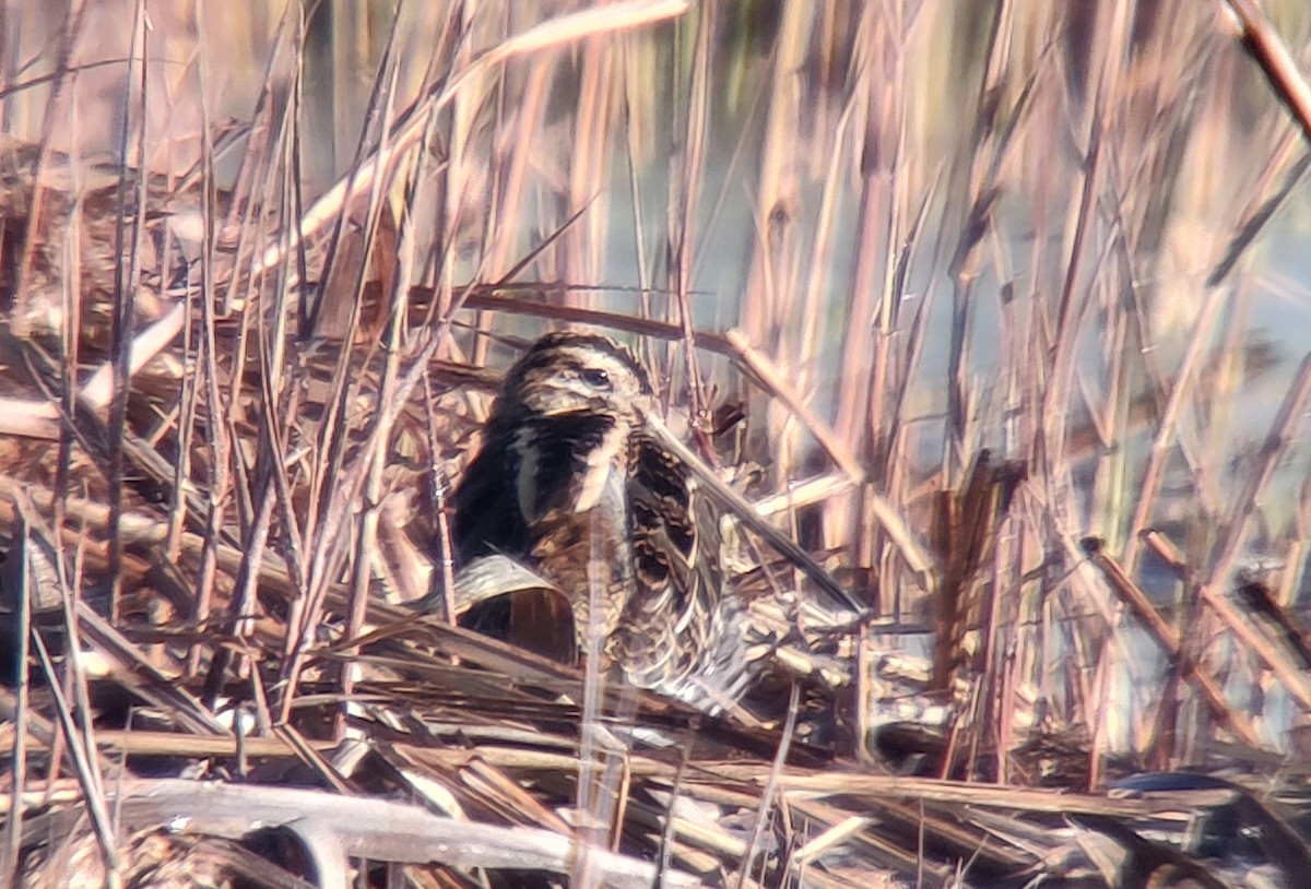 חרטומית ביצות - ML646171219