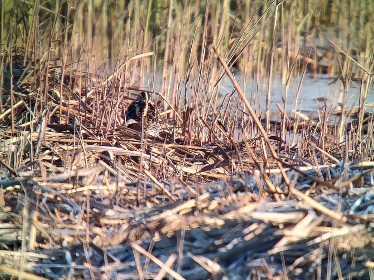 חרטומית ביצות - ML646171220