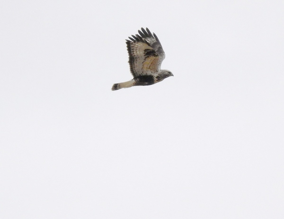 Rough-legged Hawk - ML646171223