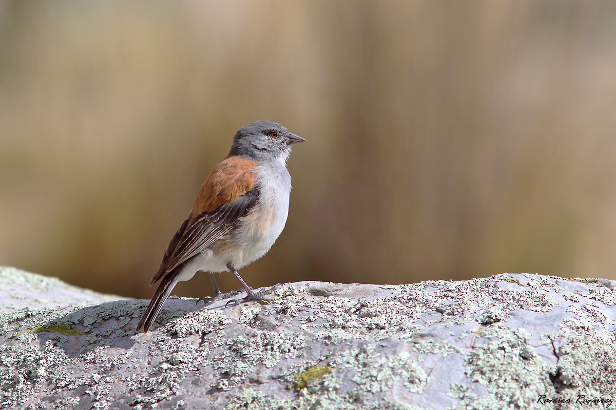 Red-backed Sierra Finch - ML646171225
