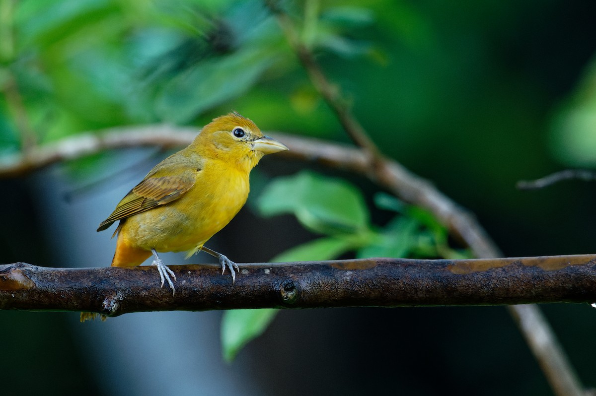 Summer Tanager - ML646171226