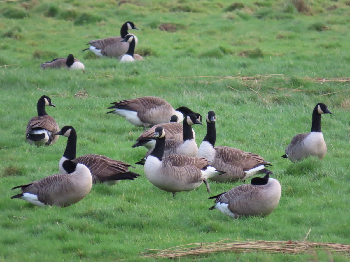 Branta kanadar handia - ML646171227