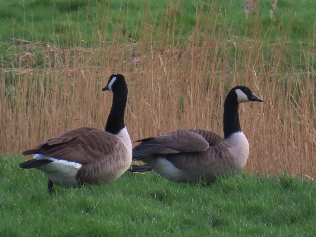 Branta kanadar handia - ML646171231