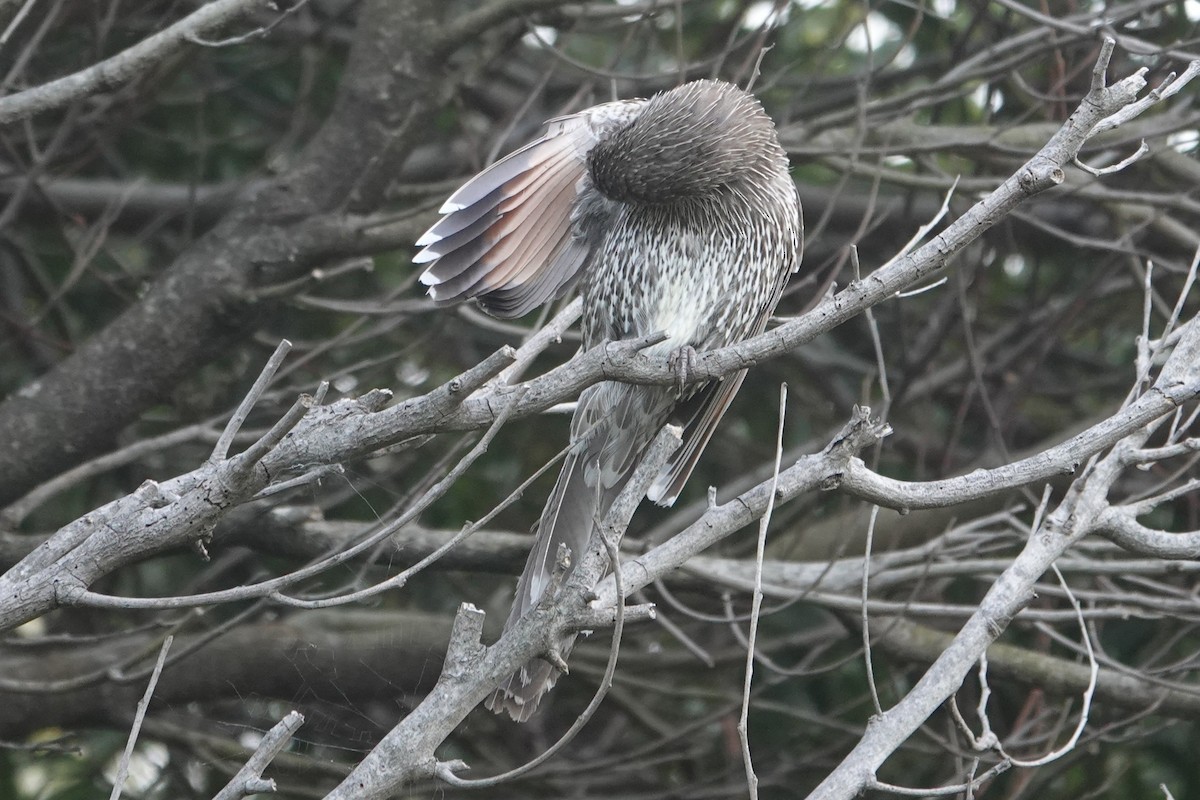 Little Wattlebird - ML646171232