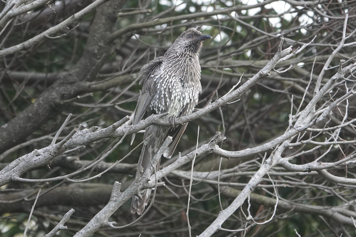 Little Wattlebird - ML646171233