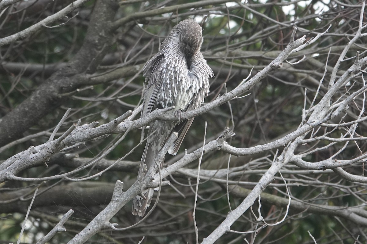 Little Wattlebird - ML646171234
