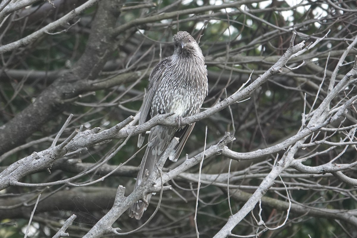 Little Wattlebird - ML646171235