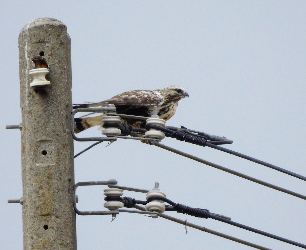 Rough-legged Hawk - ML646171240