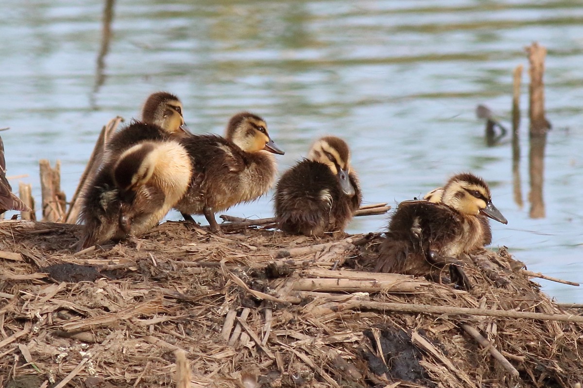 stripeand - ML646171253