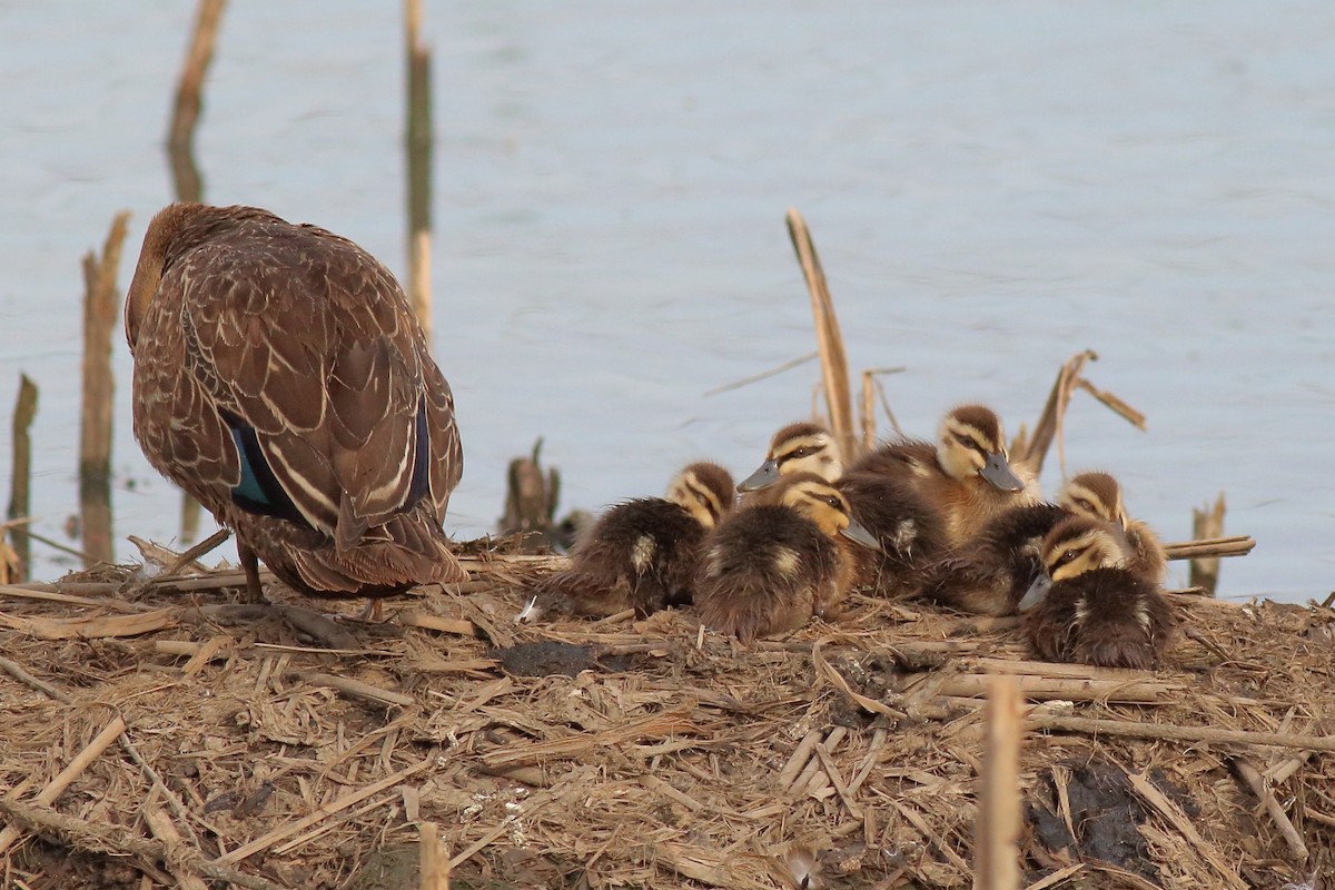 stripeand - ML646171254