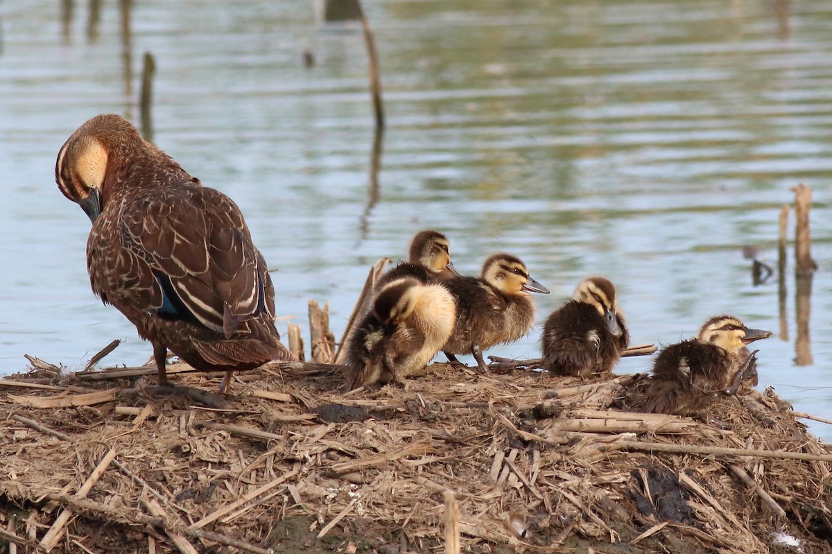 stripeand - ML646171255