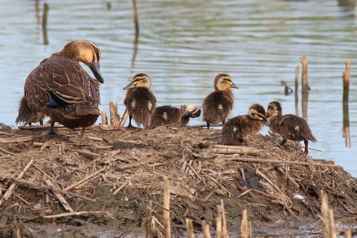 Pacific Black Duck - ML646171256