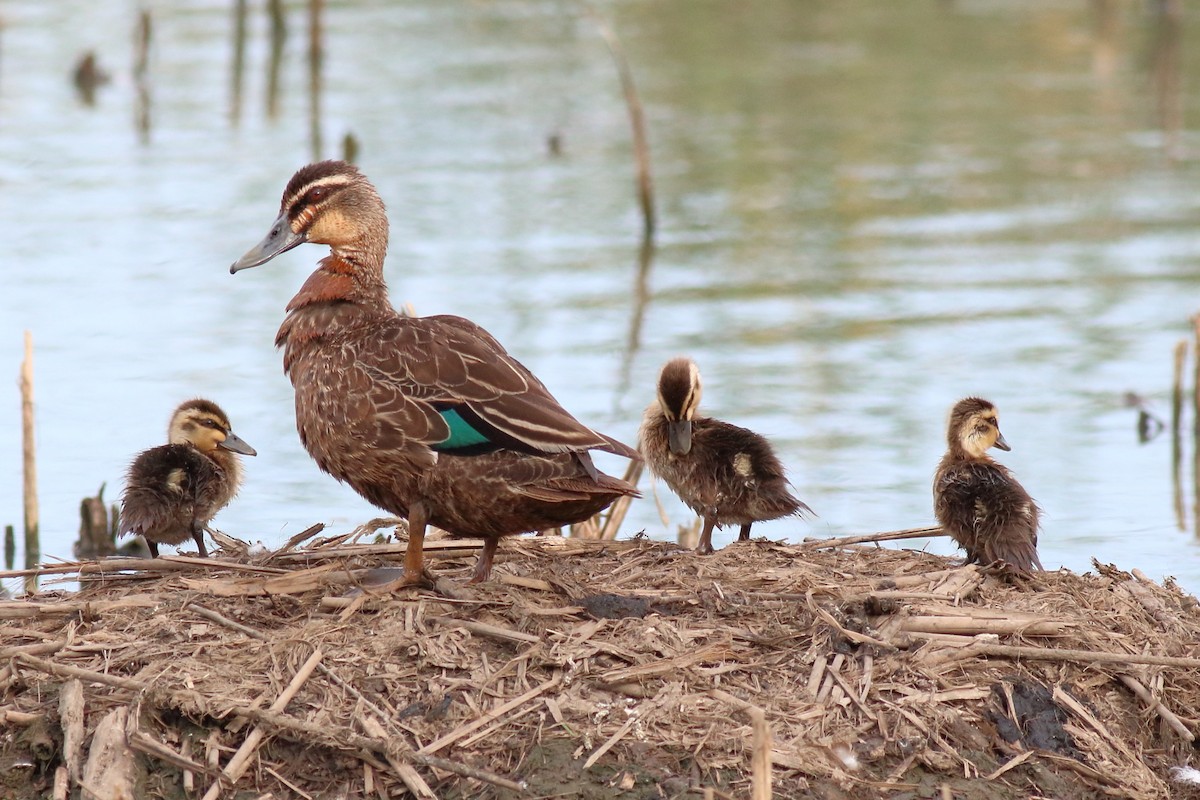 Pacific Black Duck - ML646171257
