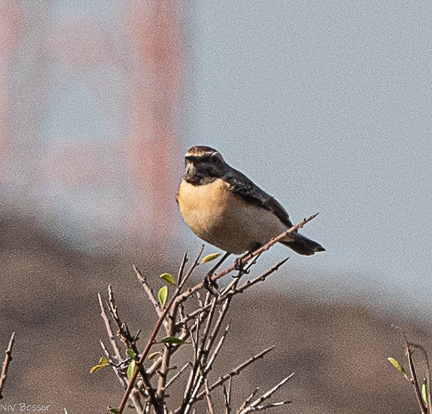Eastern Black-eared Wheatear - ML646171258