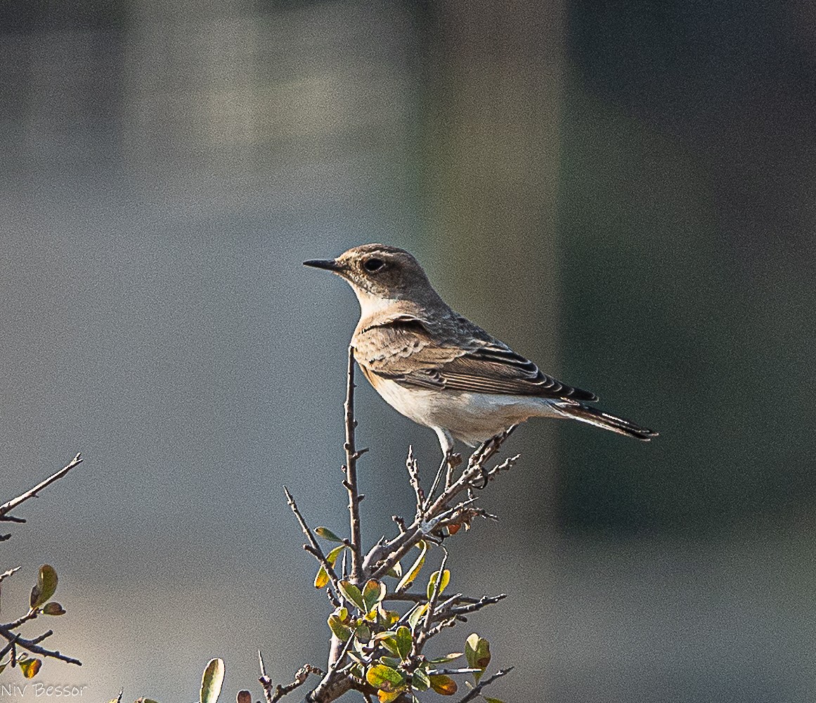 Northern Wheatear - ML646171261