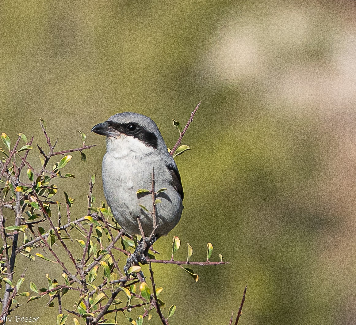 Great Gray Shrike (Arabian) - ML646171265