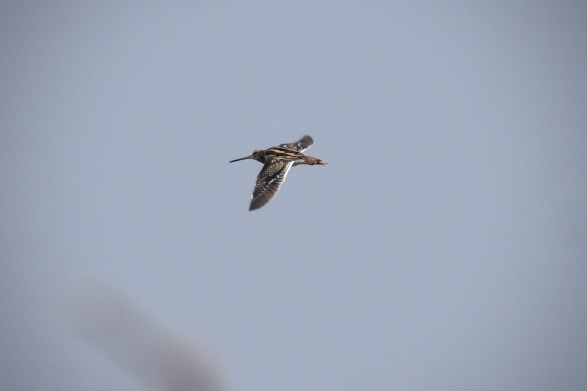 Common Snipe - ML646171267