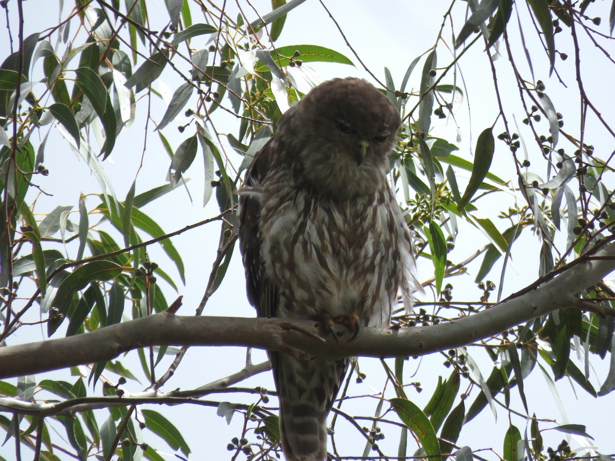 Barking Owl - ML646171268