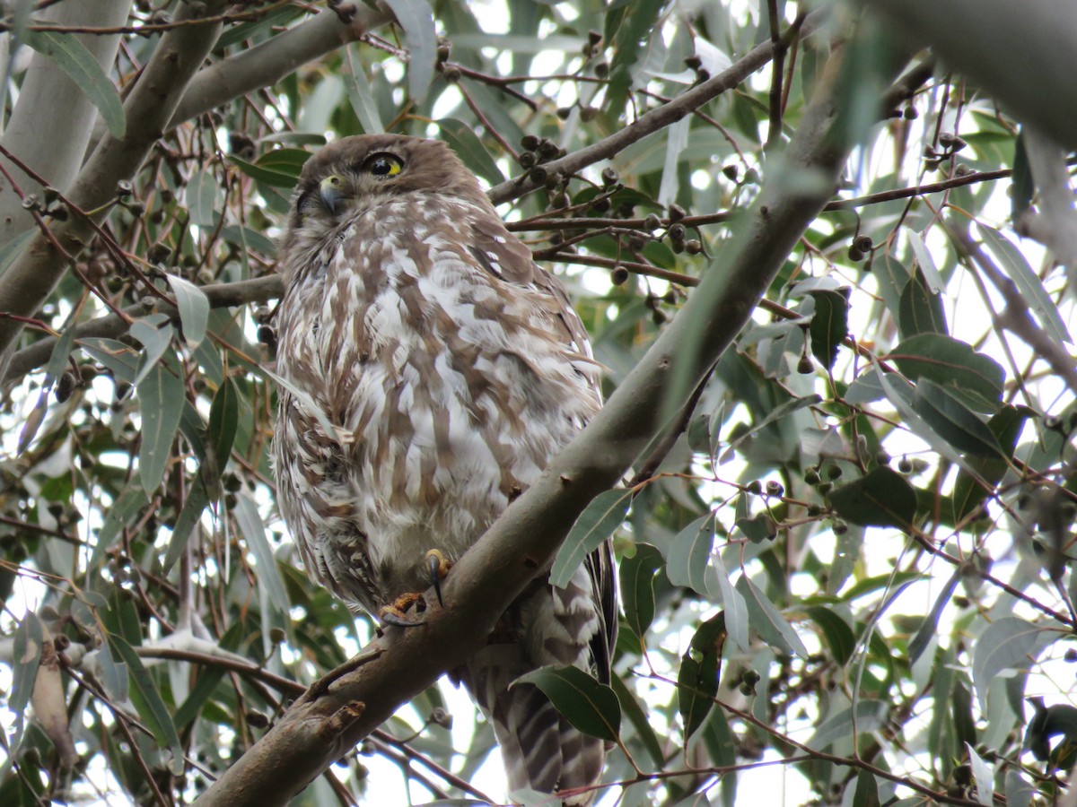 Barking Owl - ML646171272