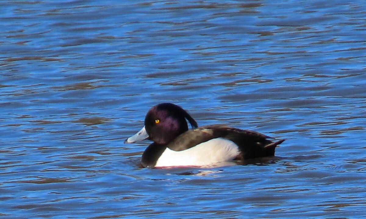Tufted Duck - ML646171273