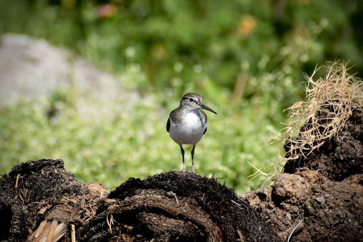 Common Sandpiper - ML646171274