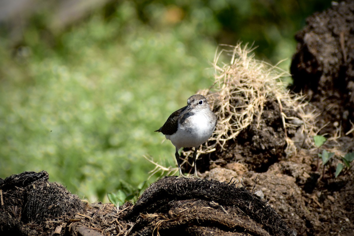 Common Sandpiper - ML646171275
