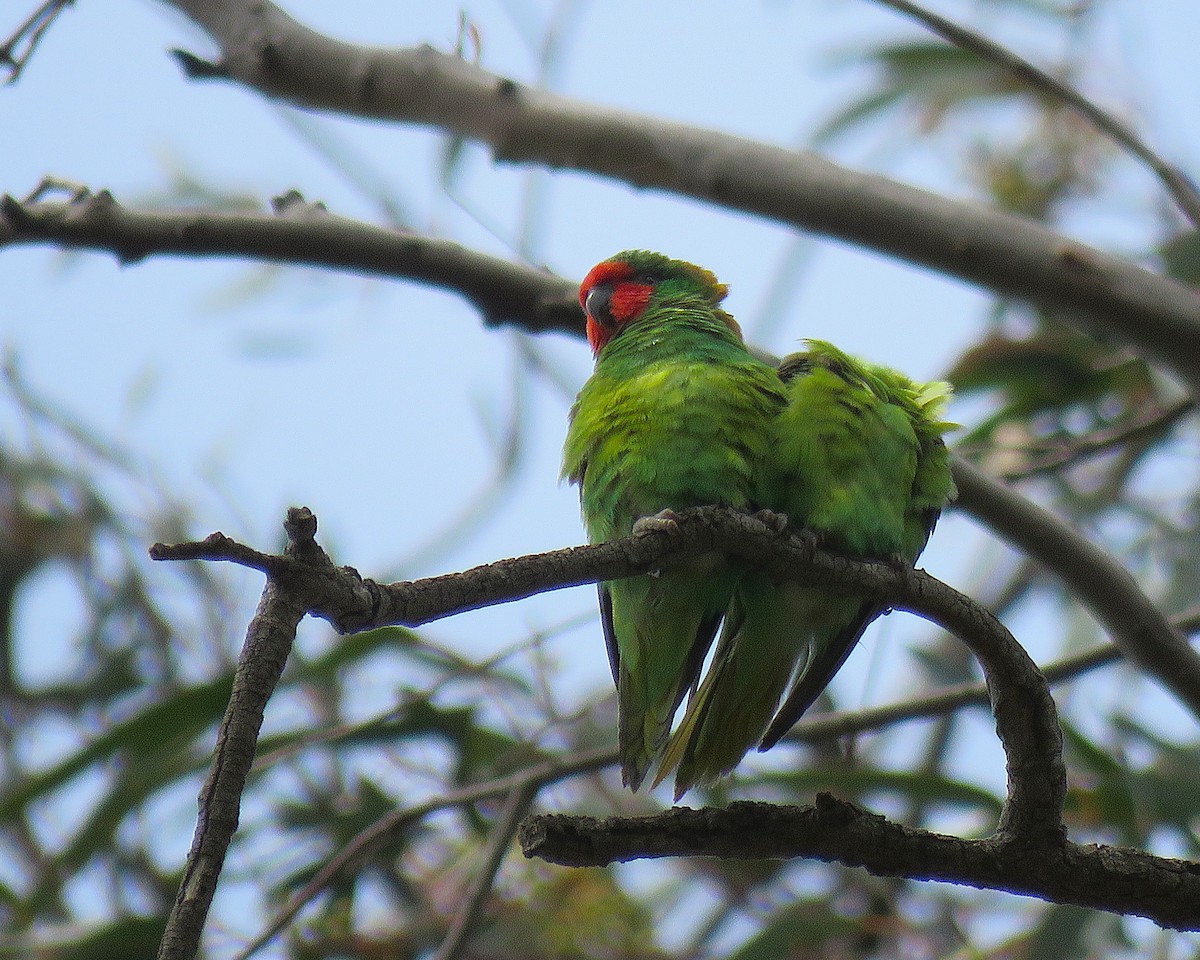 Little Lorikeet - ML646171278
