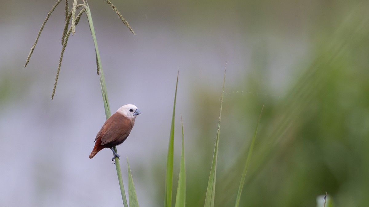 White-headed Munia - ML646171279
